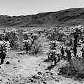 Cholla Cactus Black and White